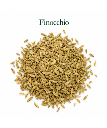 Finocchio