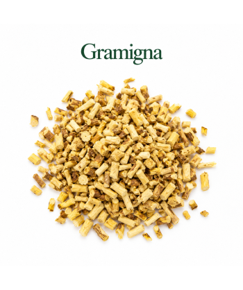 Gramigna